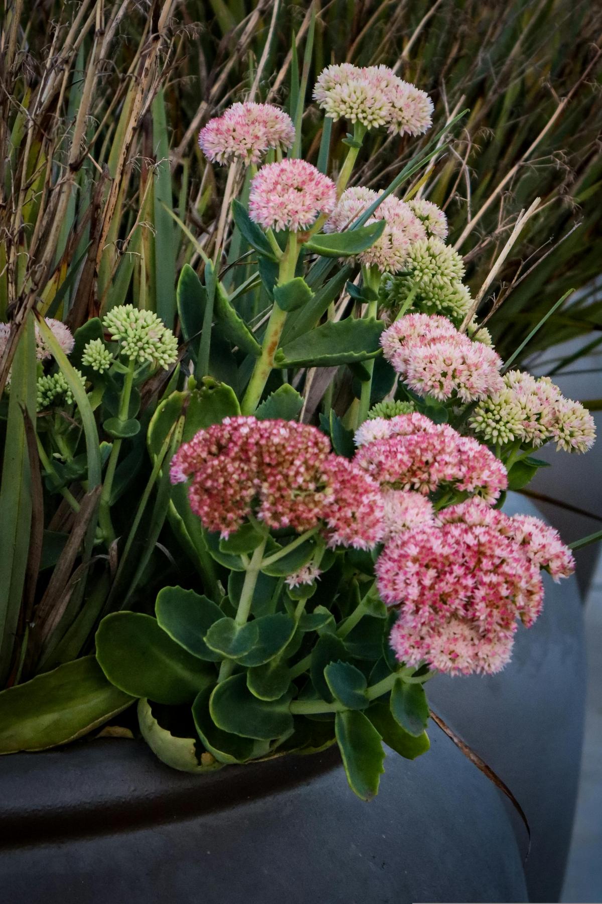 Bunga apa yang akan ditanam di pemakaman agar mekar sepanjang musim panas / foto pexels.com