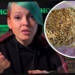 Cara memilih tanaman sari b dan mengejutkan tetangga Anda dengan panen: seorang tukang kebun memberikan tips yang efektif Cara memilih tanaman sari b dan mengejutkan tetangga Anda dengan