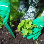 Kapan menanam stroberi di musim gugur untuk memetik ember beri di musim semi: aturan penting Kapan menanam stroberi di musim gugur untuk memetik ember beri